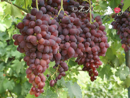 НоменклатураПрисоединенныеФайлы НоменклатураПрисоединенныеФайлы