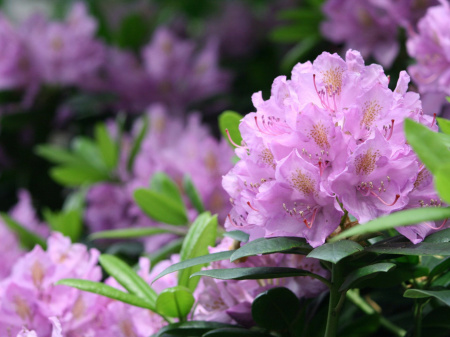 Фон Охайм-Войсловиц2