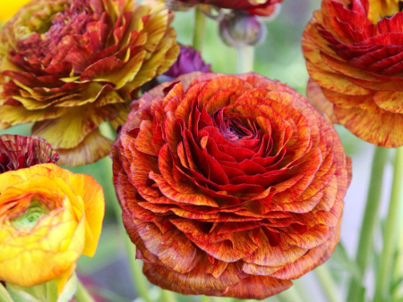 пикоти кафе