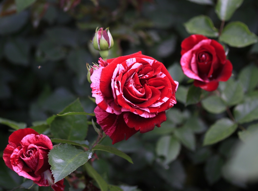 Купите Роза Дип Импрешн 🌹 из питомника Долина роз с доставкой!