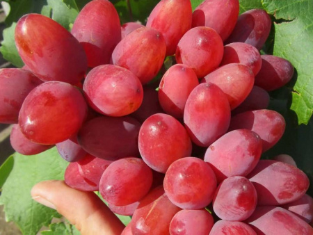 Виноград Анюта