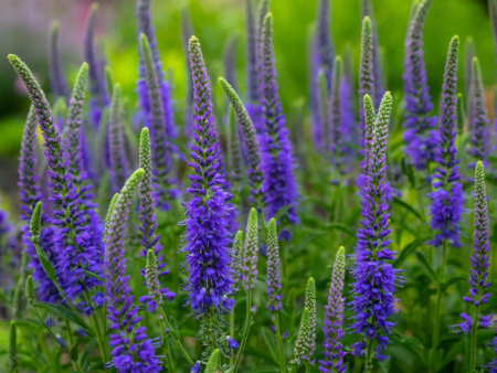 вероника Блю Индиго