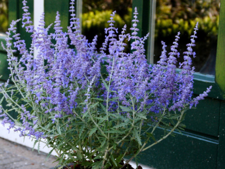 перовския Лейси Блю