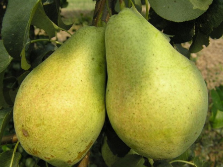 НоменклатураПрисоединенныеФайлы