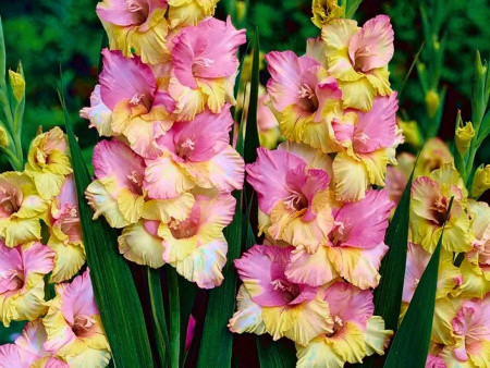 гладиолус Мон Амур