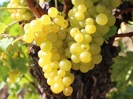 виноград Мускат Голодрыги