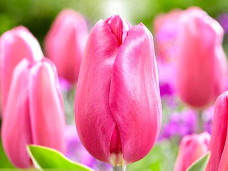 пурпл Равен