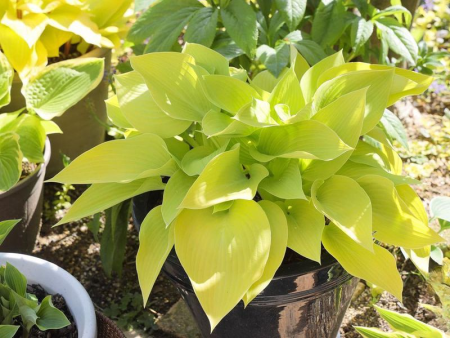 Хоста Санни Халцион