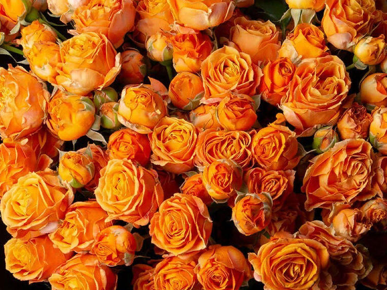 Роза Коралл Баблс фото, описание, отзывы в каталоге интернет-магазина Долина роз Роза Коралл Баблс фото