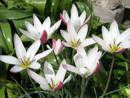 НоменклатураПрисоединенныеФайлы