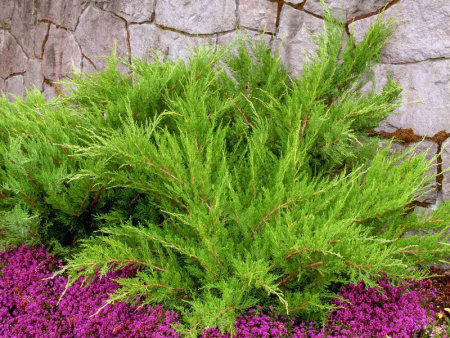 Можжевельник Минт Джулеп