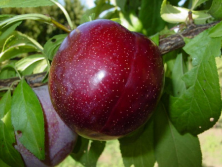 НоменклатураПрисоединенныеФайлы