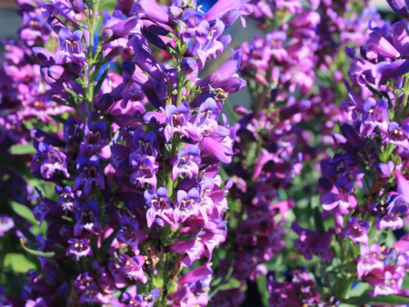 пенстемон сиреневый