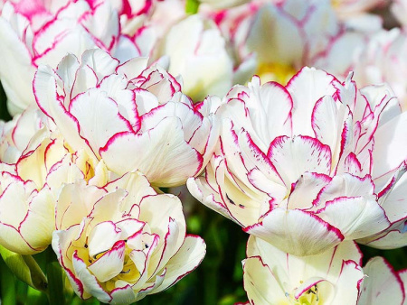 тюльпан Белисия