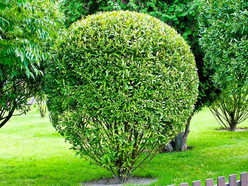 Ива ломкая Булата фото и описание. Саженцы в каталоге интернет магазина Долина роз. Ива ломкая Булата фото