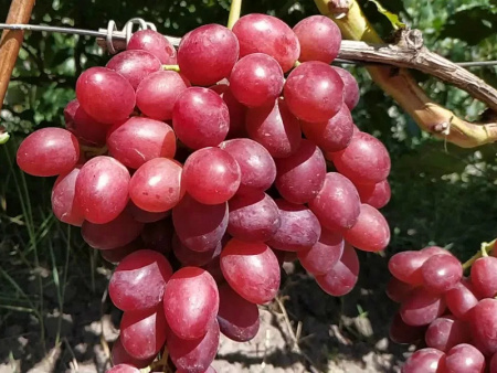 виноград подарок Ирине