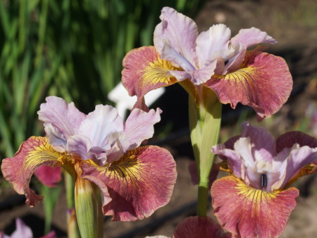 НоменклатураПрисоединенныеФайлы