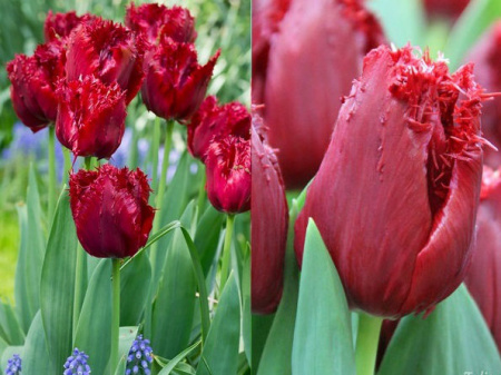 keukenhofwoensdag2-M