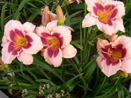 лилейник Вайнберри Кэнди