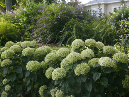 Гортензия Белла Рагацца Лиметта