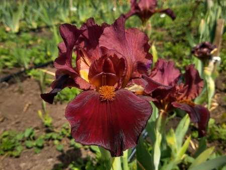 ирис витафайер