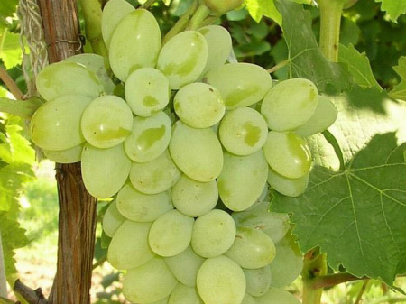 виноград Идеал