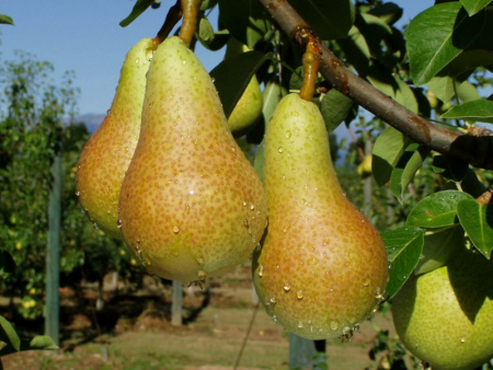 груша Аббат Фетель