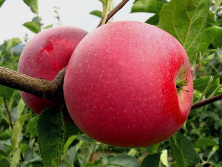 НоменклатураПрисоединенныеФайлы