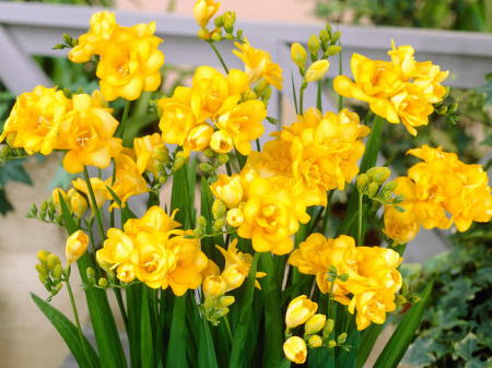 фрезия желтая