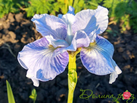 диар де лайт