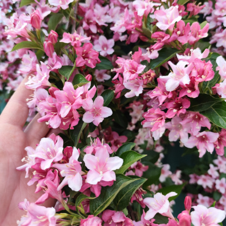 вейгела розовая2