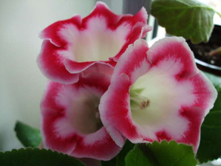 НоменклатураПрисоединенныеФайлы