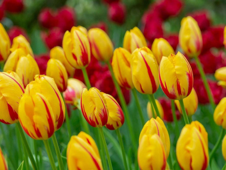 тюльпан Ла Куртин Пэррот1