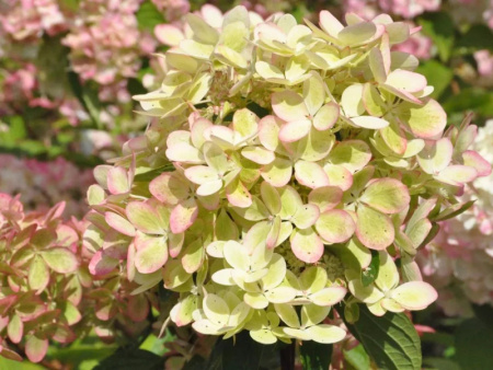 НоменклатураПрисоединенныеФайлы