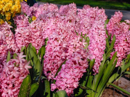 НоменклатураПрисоединенныеФайлы