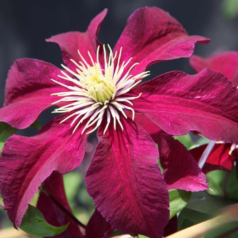 Клематис Ниобе фото и описание. Саженцы в каталоге интернет магазина Долина роз. Клематис Ниобе фото