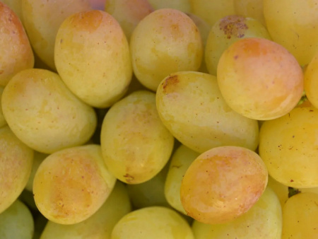 Виноград Валентина