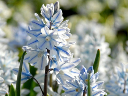 пушкиния Ливанская3