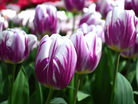 тюльпан фламинг флаг