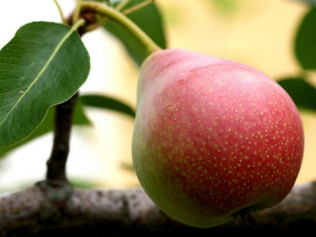 груша Мраморная