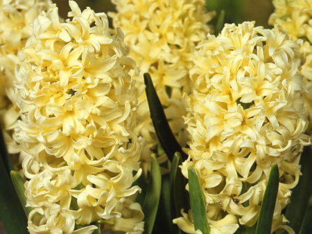 гиацинт Джипси принцесс1