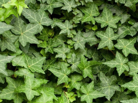 плющ ЧИкаго