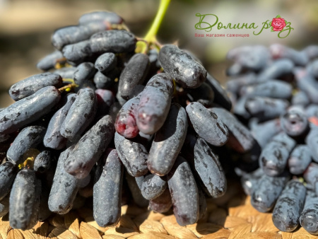 виноград аватар