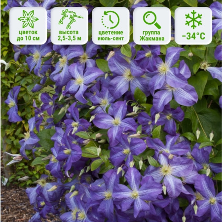 1 1