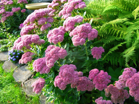 очиток видный