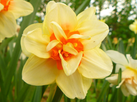 НоменклатураПрисоединенныеФайлы