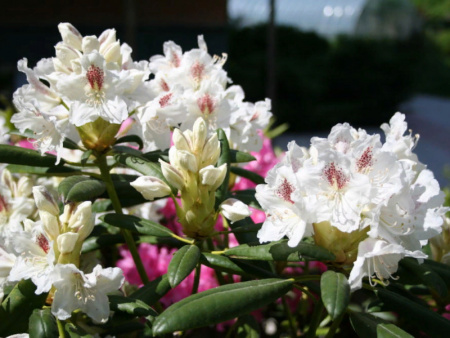 рододендрон тигерштадт2