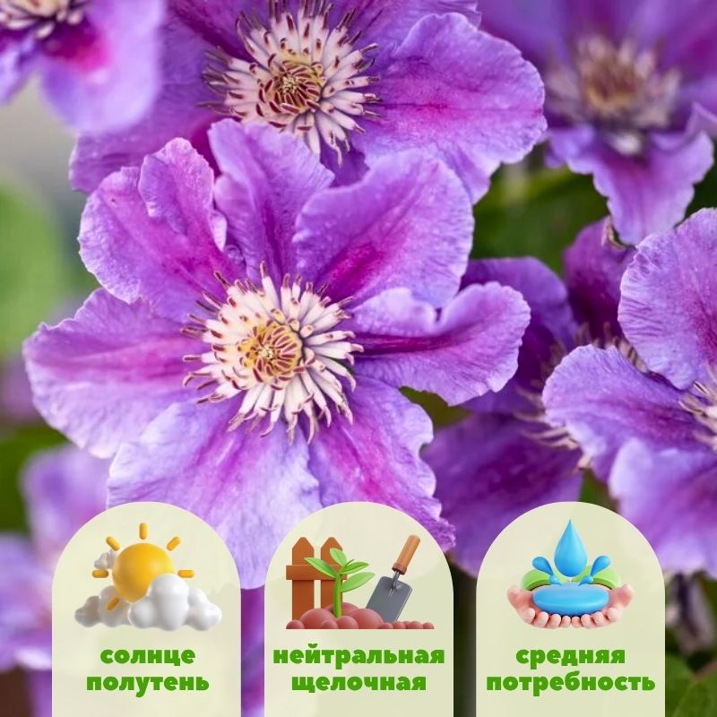 Клематис Ашва фото и описание. Саженцы в каталоге интернет магазина Долина роз. Клематис Ашва фото