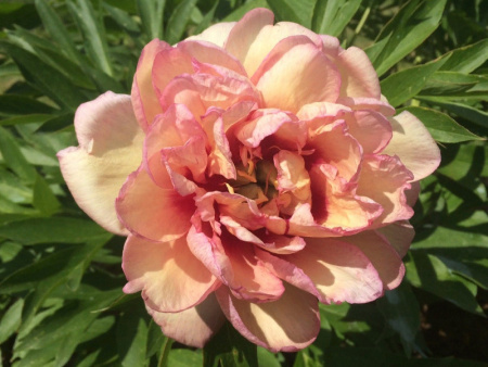 пион Келли Мемори