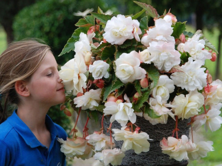 бегония ампельная белая